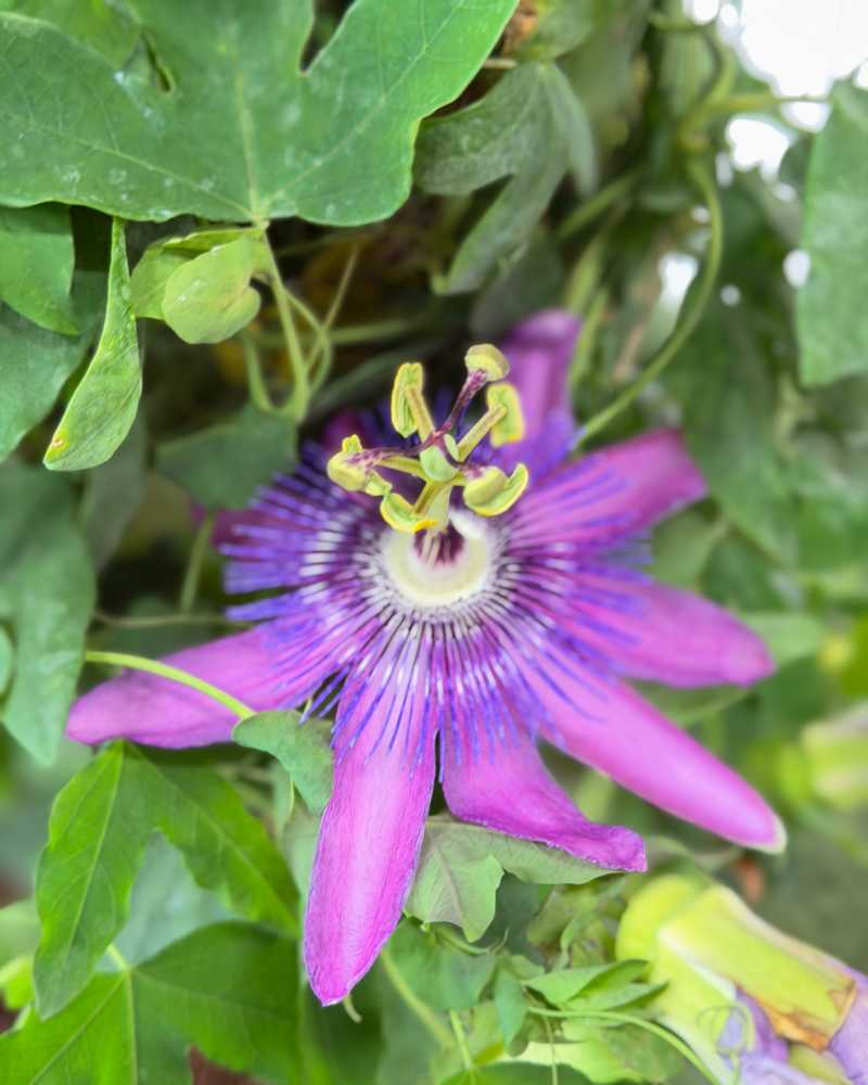 Passiflora incarnata, Purple Passion Flower | PlantVine