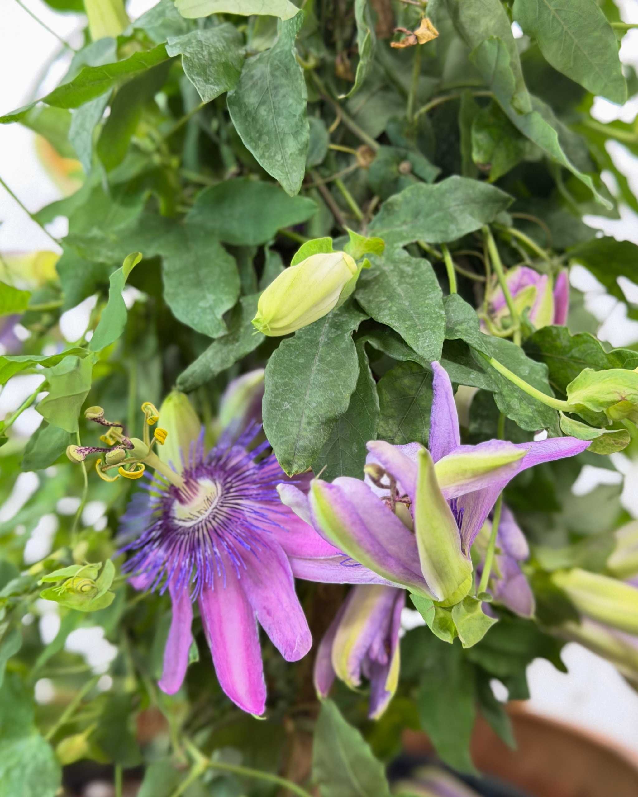 Passiflora incarnata, Purple Passion Flower | PlantVine