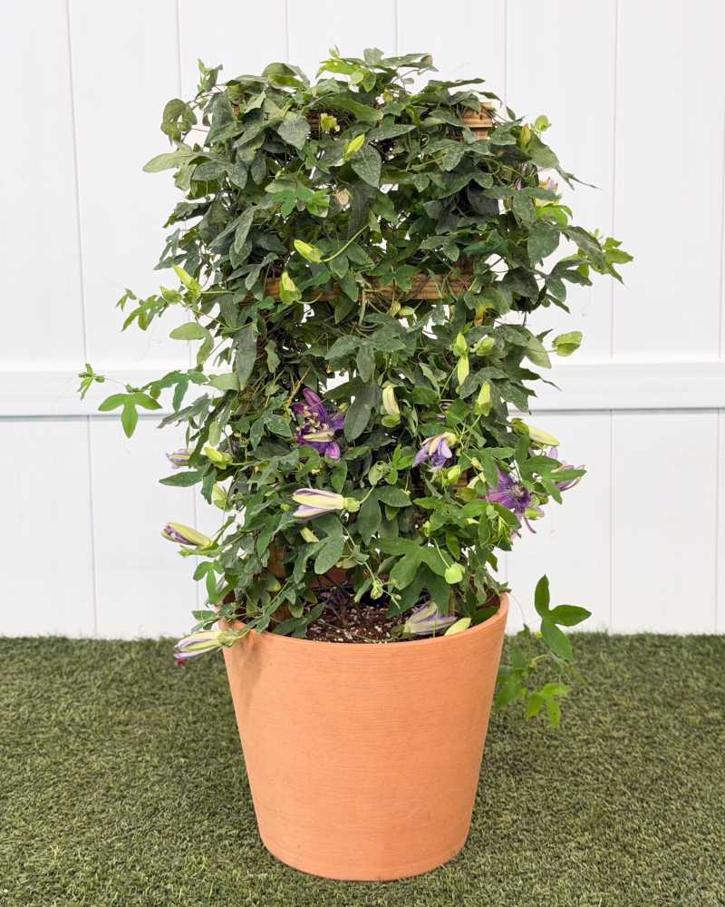 clipping plant Runadi Spring Loaded Plant Grafting Clips main image 1