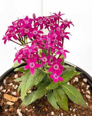 Purple Pentas lanceolata, Lavender Egyptian Star Cluster