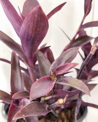 Purple Queen