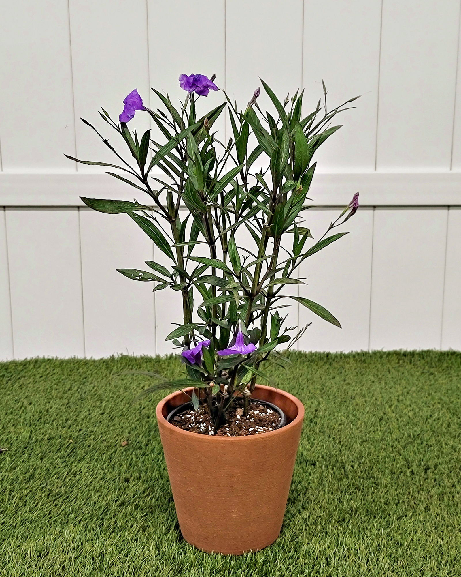 Mexican Petunia | PlantVine