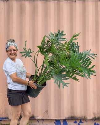 Split-Leaf Philodendron 'Hope' - PlantVine Picks