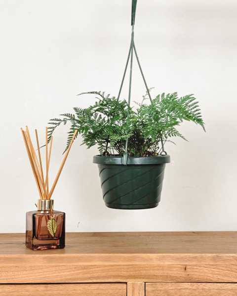 Medium, Hanging Basket