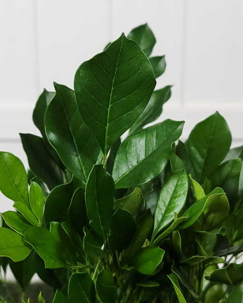Foliage