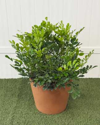 Extra Large, Bush