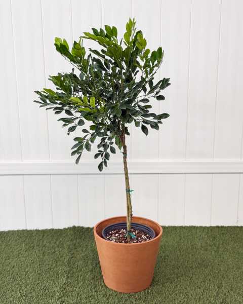 Large, Tree Large, Tree