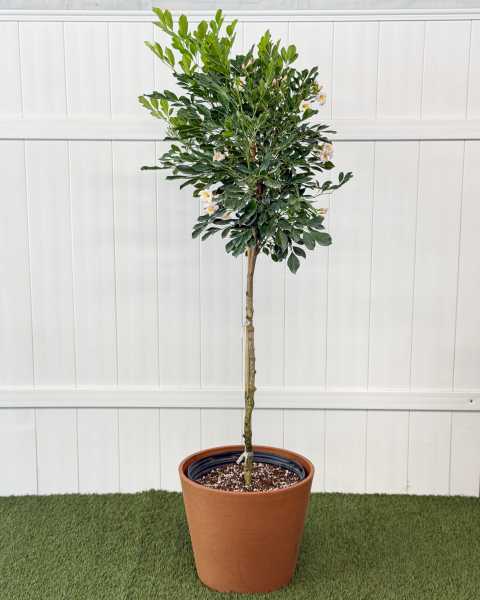 Extra Large, Tree Extra Large, Tree