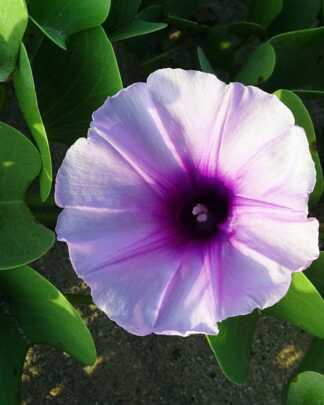 Railroad Vine