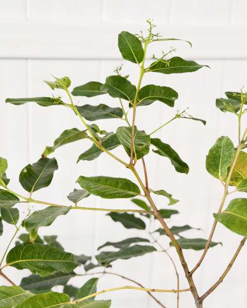 Foliage Foliage