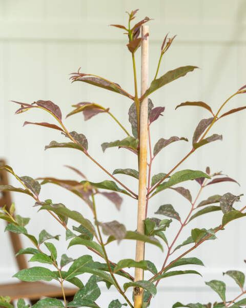 Foliage Foliage