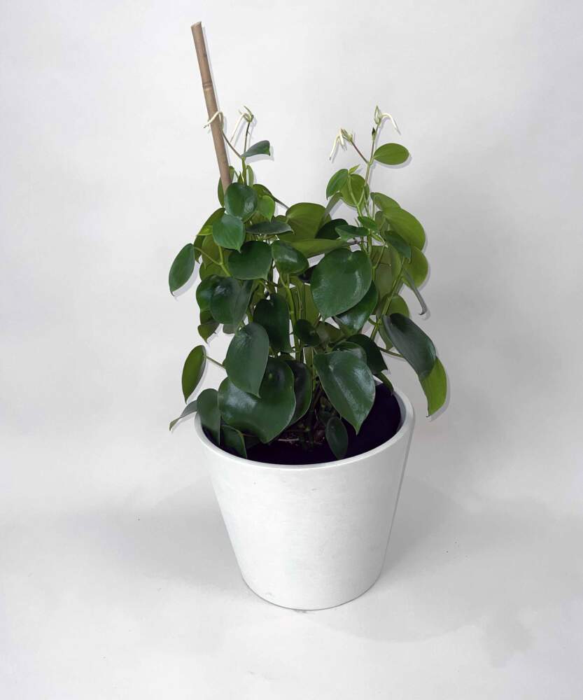 Variegated Raindrop Peperomia 'Verdant Flame' (Var. Peperomia