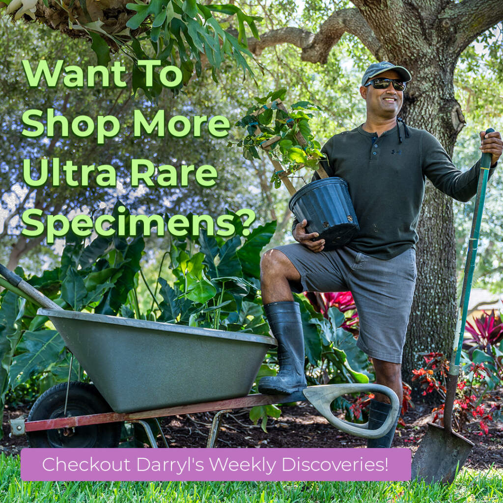 Want to shop more ultra rare specimens? Checkout Darryl's Weekly Discoveries!