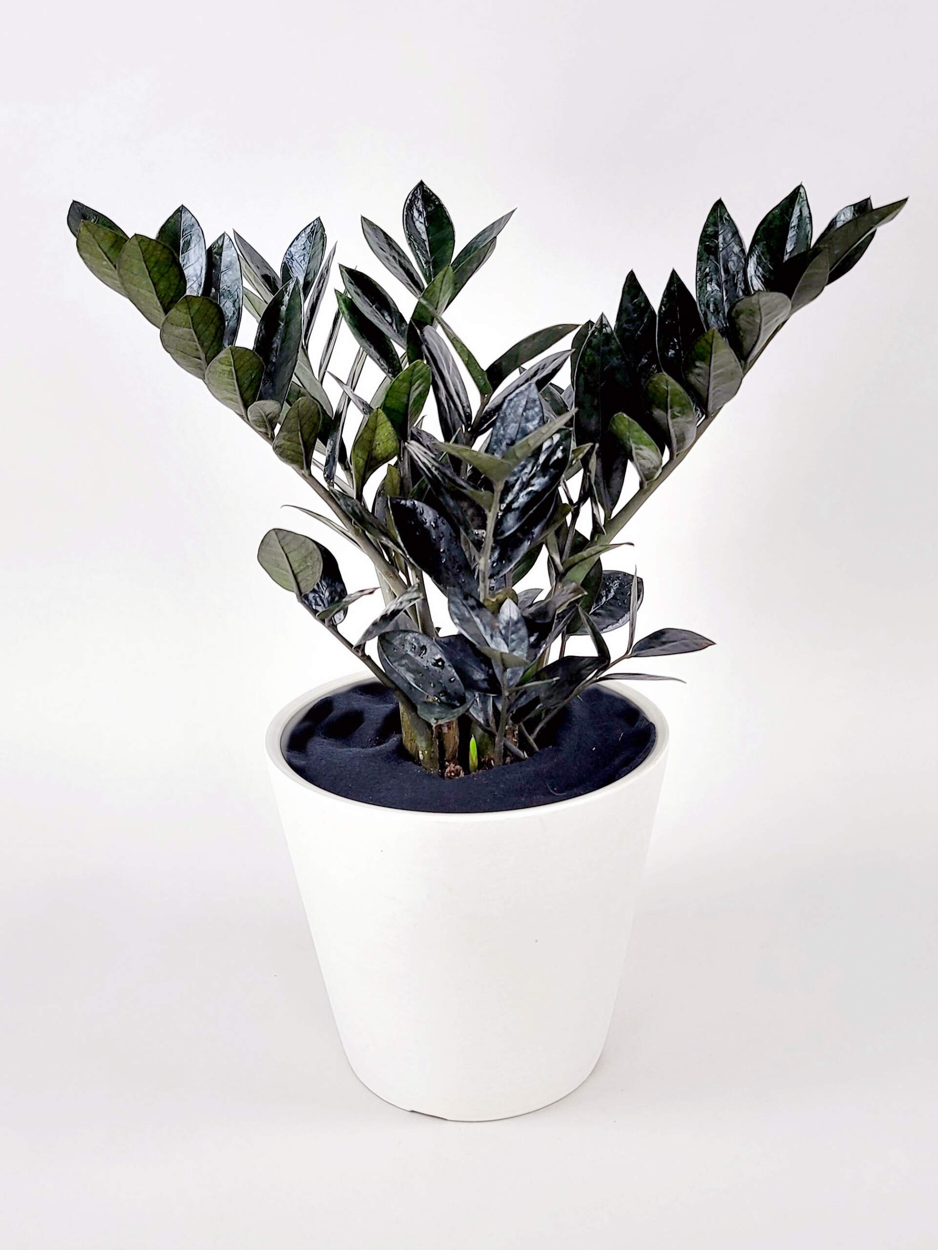 ZZ Plant | PlantVine