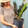 Buy Zamioculcas Zamiifolia Black Raven Zz Plant Ultra Rare Black Leaf Zz Free Shipping Over 100