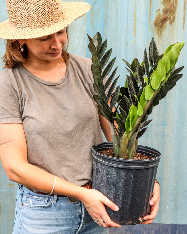 Zamioculcas zamiifolia, Black Raven ZZ Plant, Ultra Rare