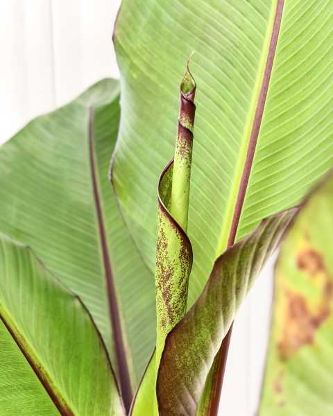 Foliage Foliage