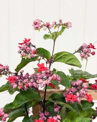 Red Bleeding Heart Vine