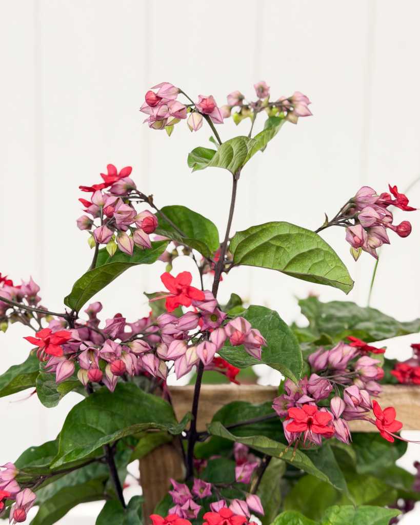 Red Bleeding Heart Vine