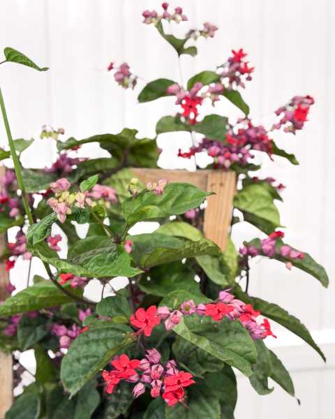 Foliage