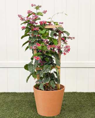 Red Bleeding Heart Vine - Large, Trellis