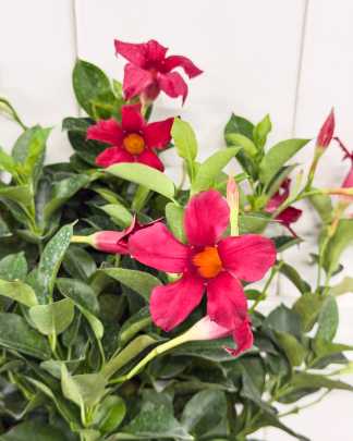 Red Dipladenia