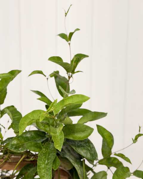 Leaves