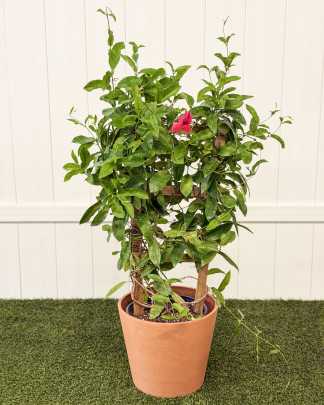 Red Dipladenia - Large, Trellis
