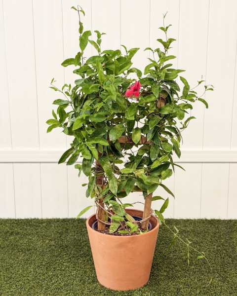 Large, Trellis