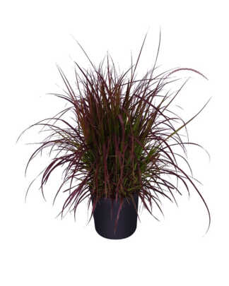 red fountain grass large