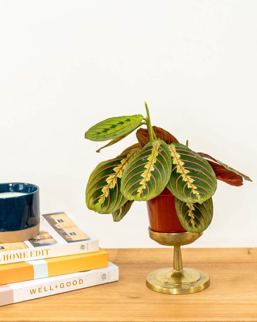 Red Maranta, Maranta leuconeura, Red Prayer Plant | PlantVine
