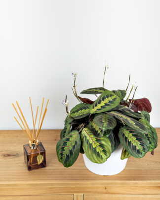 Red Maranta