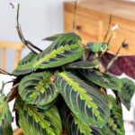 Red Maranta