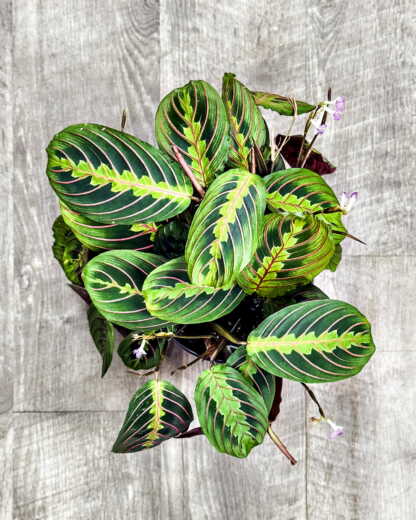 Red Maranta