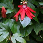 red passion flower vine
