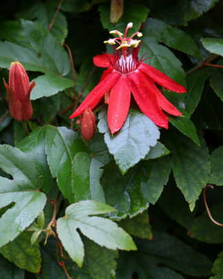 red passion flower vine