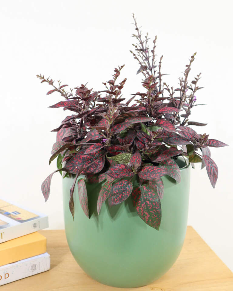 Home / House Plants / Indoor / Interior / Red Polka Dot Plant