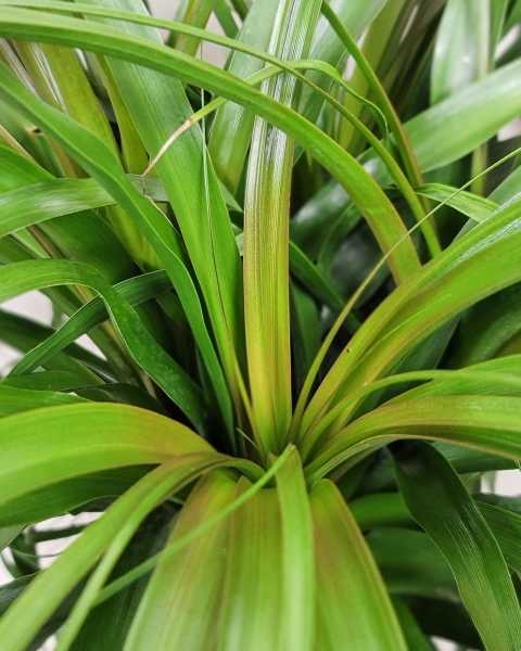 Foliage Foliage