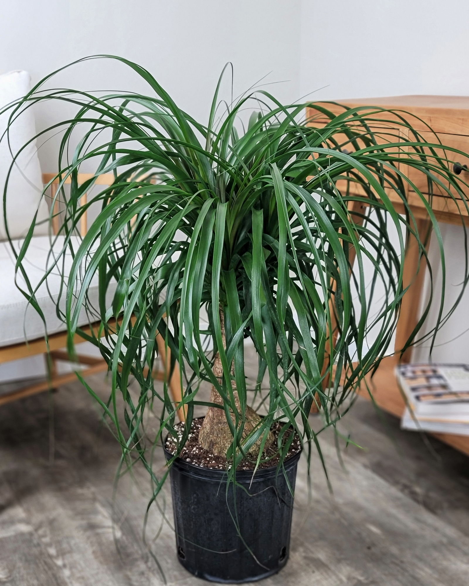 Red Ponytail Palm | PlantVine