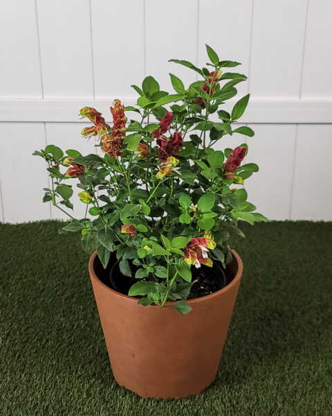 Large, Bush Large, Bush