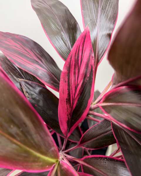 Foliage Foliage
