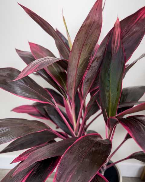 Foliage 2 Foliage 2