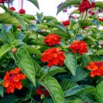 red lantana