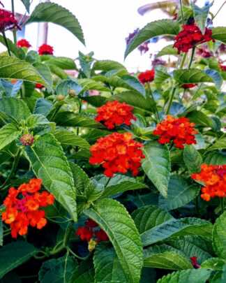 red lantana