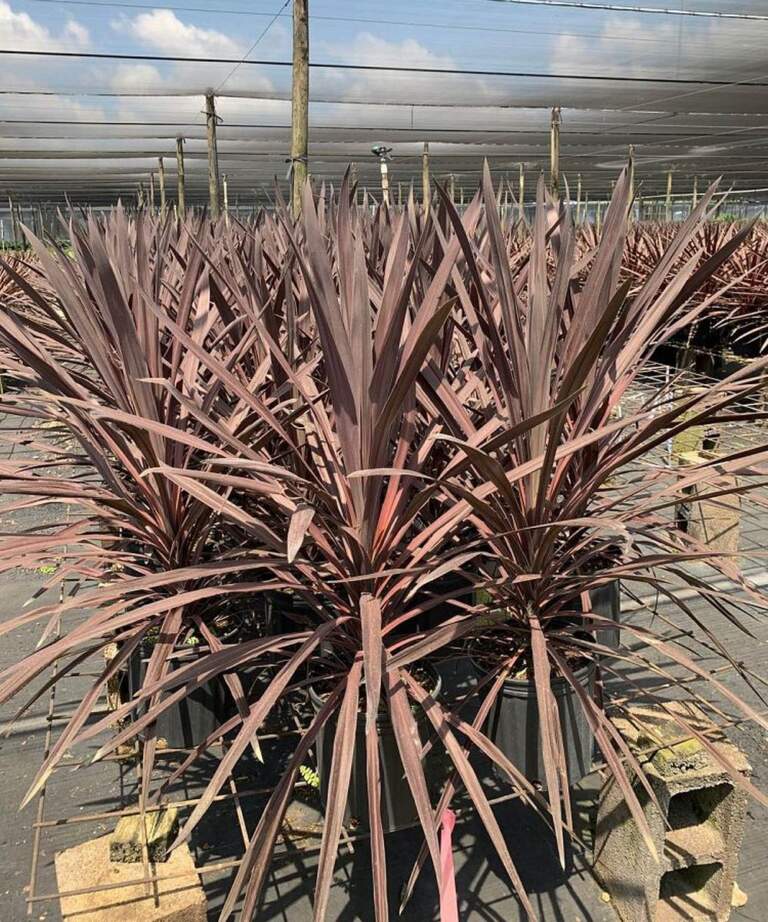 Buy Cordyline australis 'Red Sensation', Cabbage Tree | Free Shipping ...