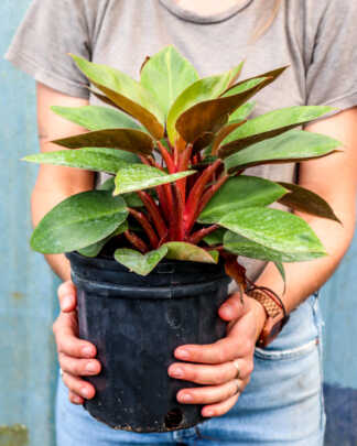 redback philodendron