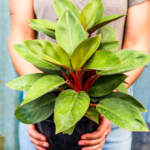 redback philodendron