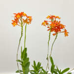 reed stemmed orchid