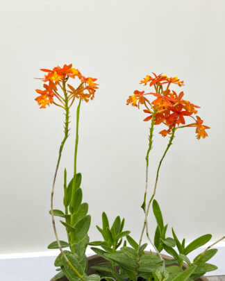 reed stemmed orchid