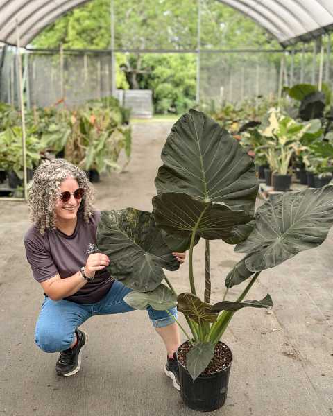 PlantVine Picks PlantVine Picks